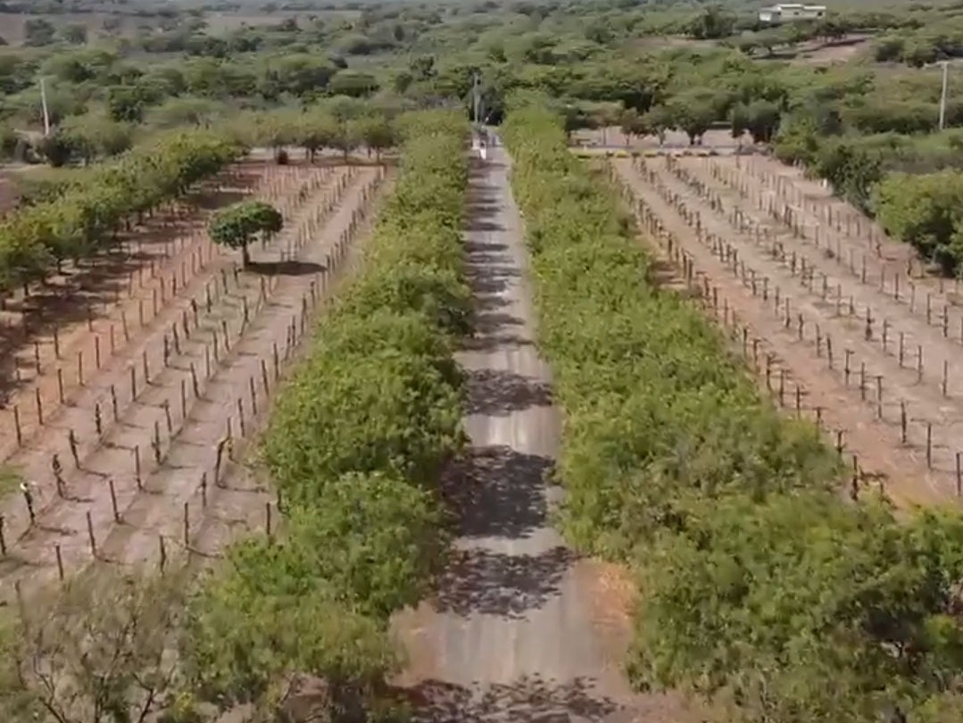 Palms and Trees PALMS AND TREES